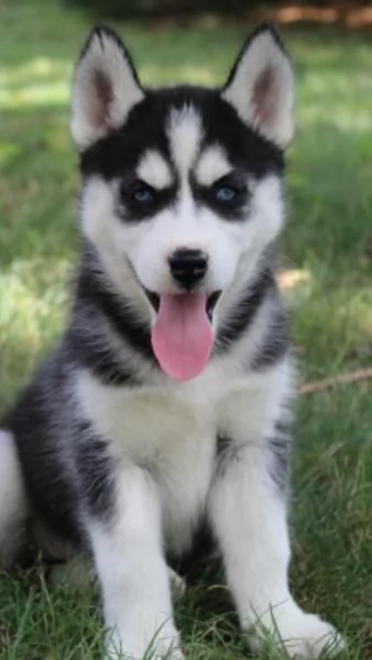 cucciolo di husky per adozione | Foto 2