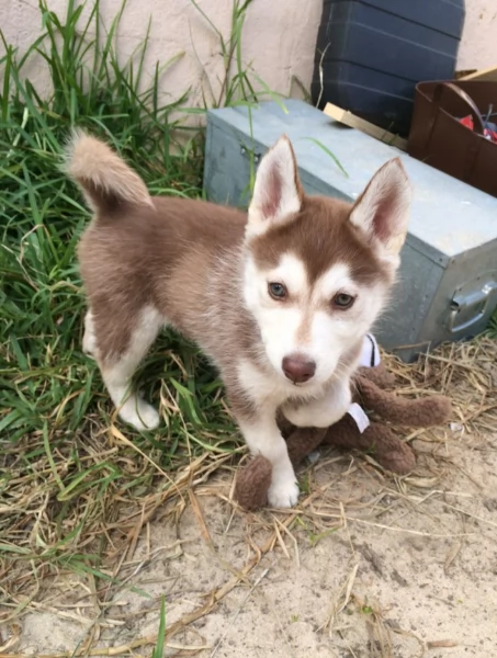 cucciolo di husky per adozione | Foto 3