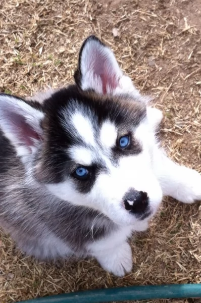 cucciolo di husky per adozione | Foto 1