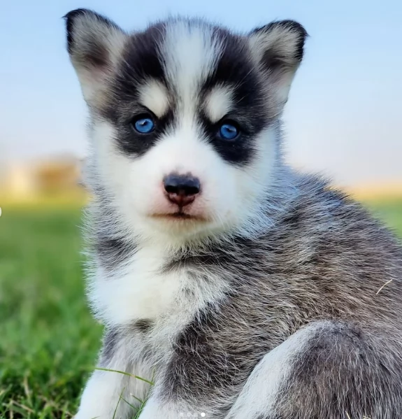 cucciolo di husky per adozione | Foto 3