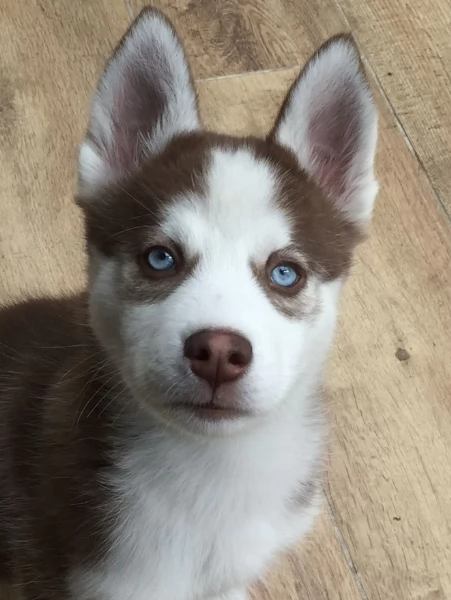 cucciolo di husky per adozione