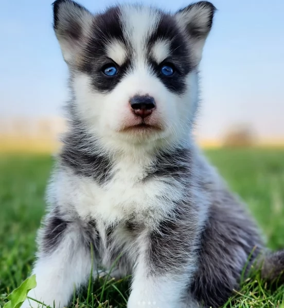 cucciolo di husky per adozione | Foto 3