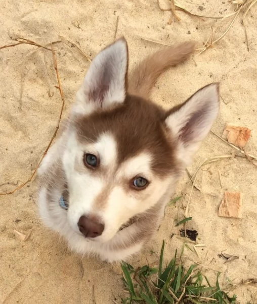 cucciolo di husky per adozione | Foto 2