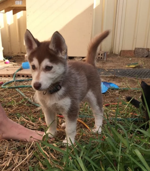 cucciolo di husky per adozione | Foto 1