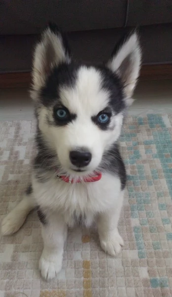 cucciolo di husky per adozione | Foto 5