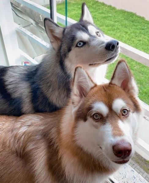 cucciolo di husky per adozione