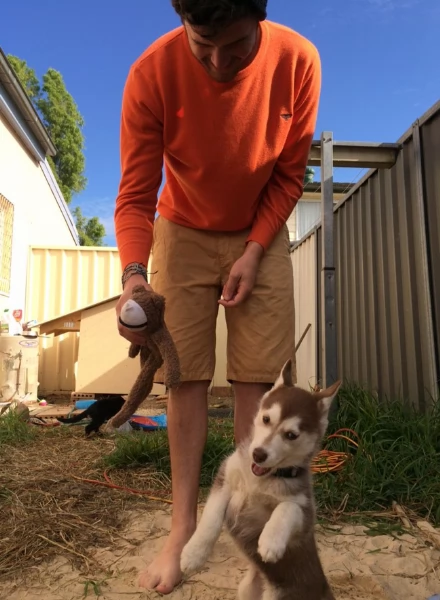 cucciolo di husky per adozione | Foto 3