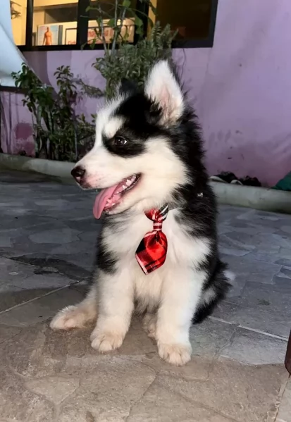 cucciolo di husky per adozione | Foto 0
