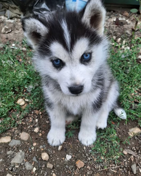 cucciolo di husky per adozione | Foto 5