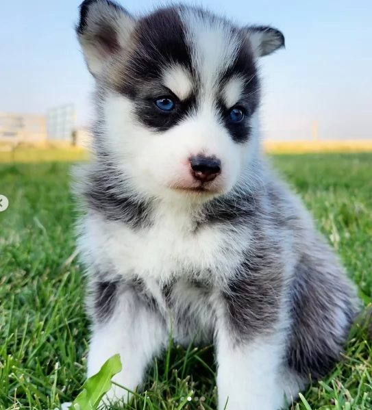 cucciolo di husky per adozione | Foto 3