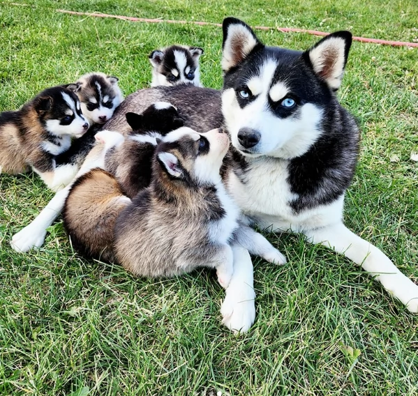 cucciolo di husky per adozione | Foto 2
