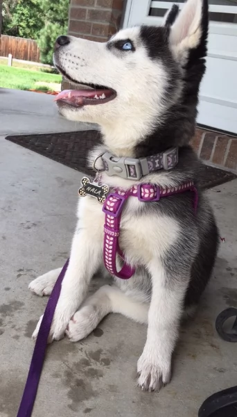 cucciolo di husky per adozione | Foto 2