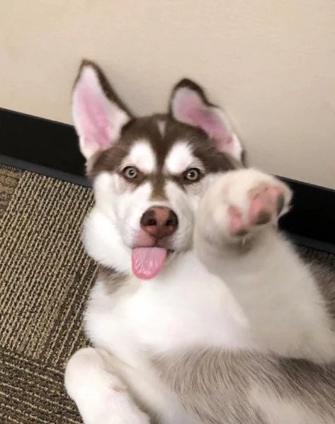 cucciolo di husky per adozione | Foto 2