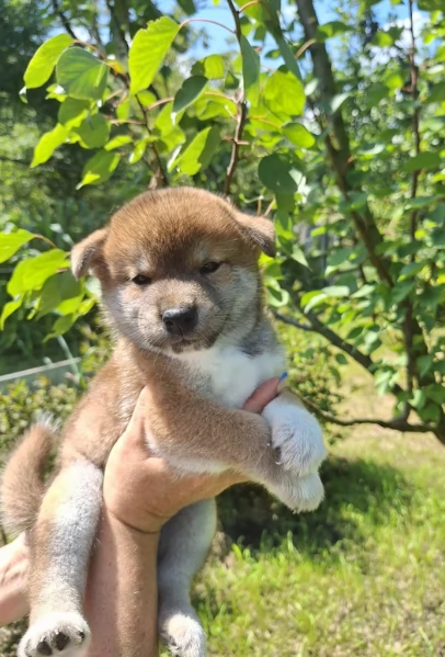 per adozione splendidi cuccioli di Shiba Inu | Foto 3