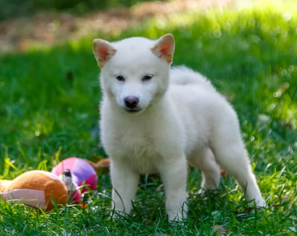 per adozione splendidi cuccioli di Shiba Inu