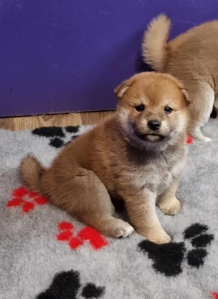 per adozione splendidi cuccioli di Shiba Inu | Foto 0