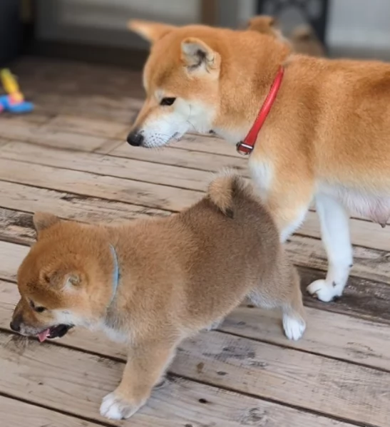 per adozione splendidi cuccioli di Shiba Inu