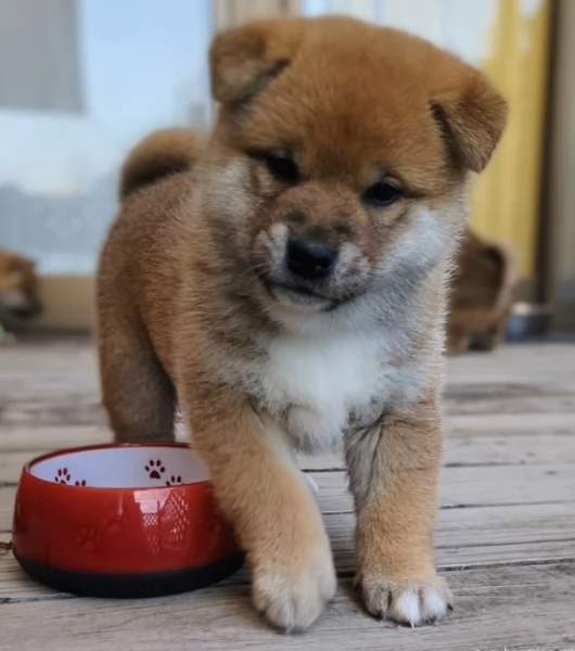 per adozione splendidi cuccioli di Shiba Inu | Foto 6