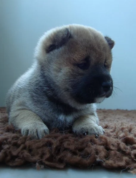 per adozione splendidi cuccioli di Shiba Inu | Foto 4