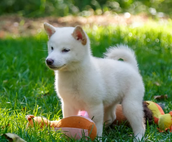 per adozione splendidi cuccioli di Shiba Inu | Foto 3