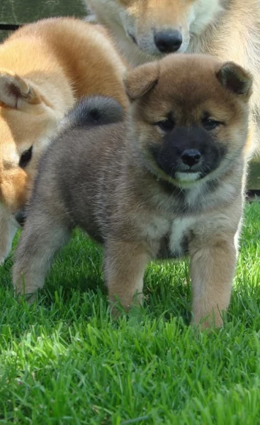 per adozione splendidi cuccioli di Shiba Inu | Foto 3