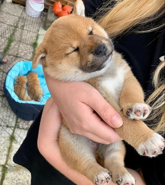 per adozione splendidi cuccioli di Shiba Inu | Foto 5