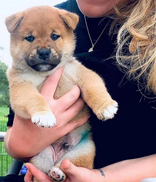 per adozione splendidi cuccioli di Shiba Inu | Foto 3
