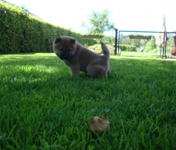 per adozione splendidi cuccioli di Shiba Inu | Foto 4