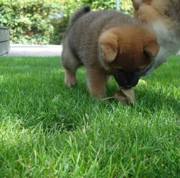 per adozione splendidi cuccioli di Shiba Inu | Foto 1