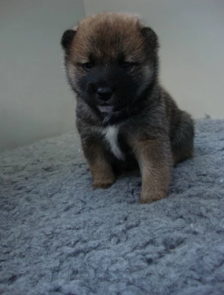 per adozione splendidi cuccioli di Shiba Inu | Foto 3