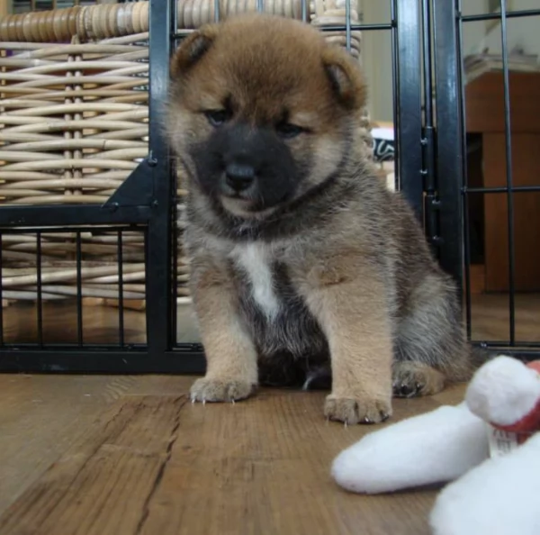 per adozione splendidi cuccioli di Shiba Inu