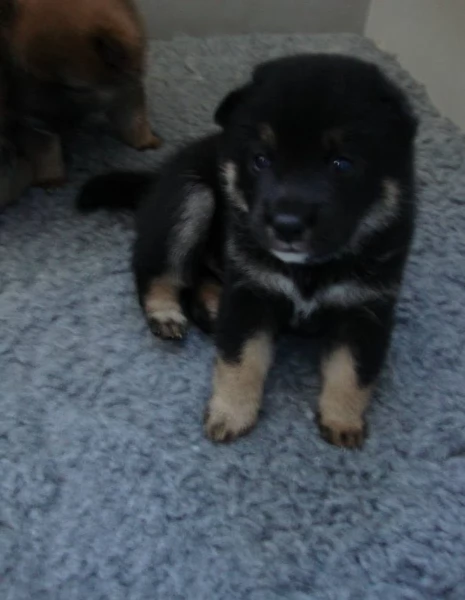 per adozione splendidi cuccioli di Shiba Inu | Foto 1