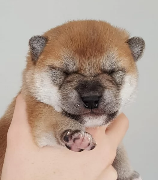per adozione splendidi cuccioli di Shiba Inu