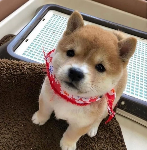 per adozione splendidi cuccioli di Shiba Inu | Foto 2