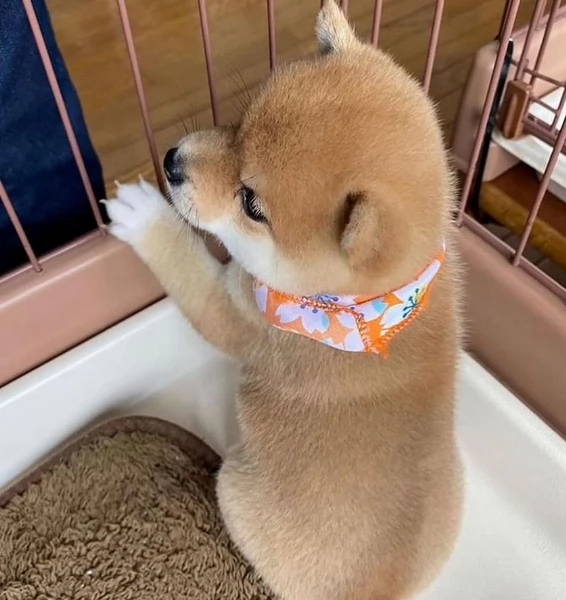 per adozione splendidi cuccioli di Shiba Inu | Foto 4