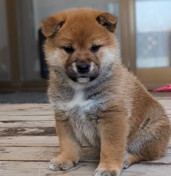 per adozione splendidi cuccioli di Shiba Inu | Foto 3