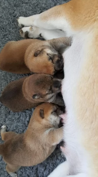 per adozione splendidi cuccioli di Shiba Inu | Foto 6
