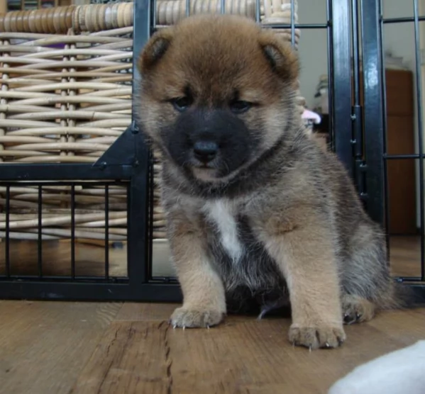 per adozione splendidi cuccioli di Shiba Inu | Foto 4
