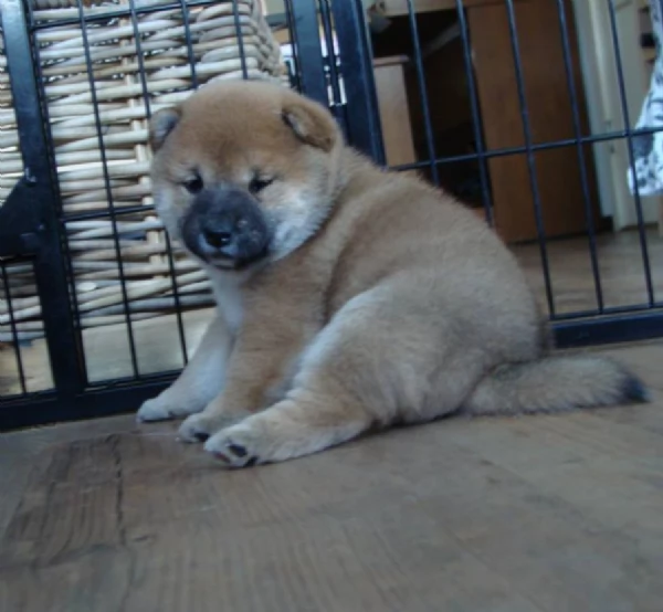 per adozione splendidi cuccioli di Shiba Inu | Foto 2