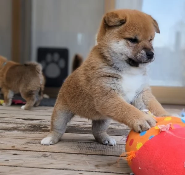 per adozione splendidi cuccioli di Shiba Inu