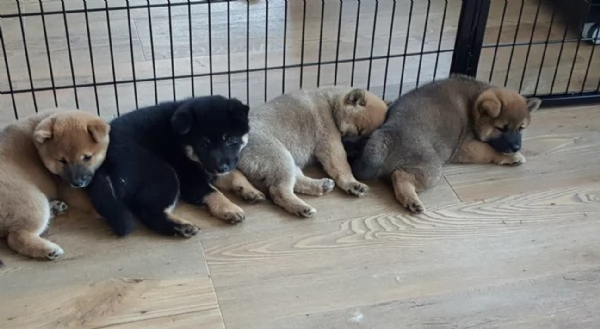 per adozione splendidi cuccioli di Shiba Inu | Foto 1