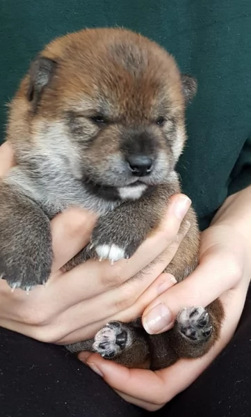per adozione splendidi cuccioli di Shiba Inu | Foto 0