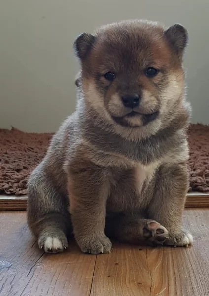 per adozione splendidi cuccioli di Shiba Inu | Foto 3