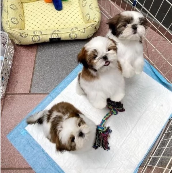 deliziosi cuccioli di shitzu