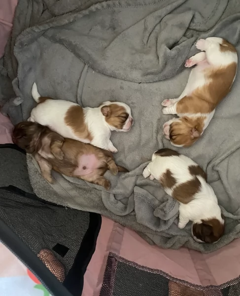 deliziosi cuccioli di shitzu | Foto 3