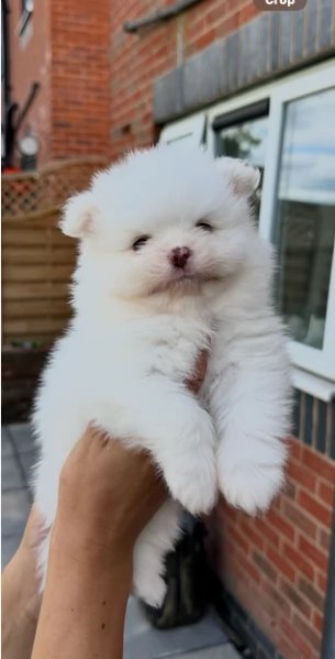 Preziosi cuccioli di Pomerania in adozione