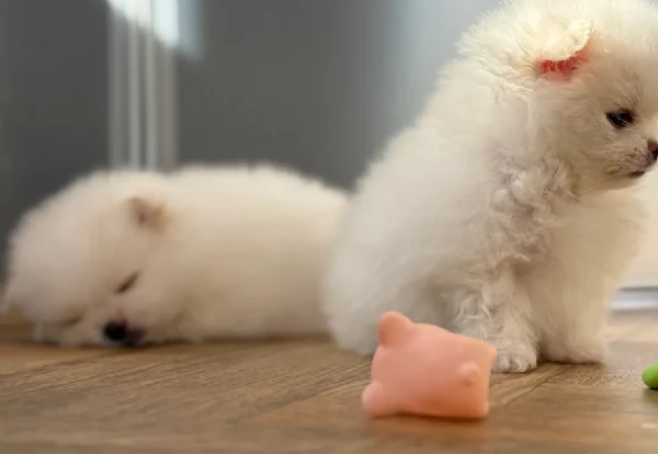 Disponibili cuccioli di Pomerania per adozione regalo