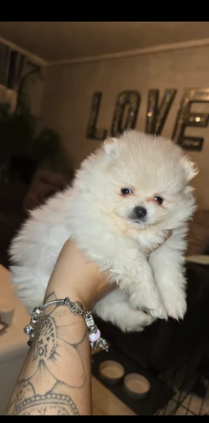 Disponibili cuccioli di Pomerania per adozione regalo | Foto 2