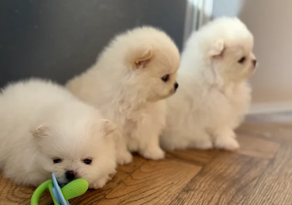 Disponibili cuccioli di Pomerania per adozione regalo