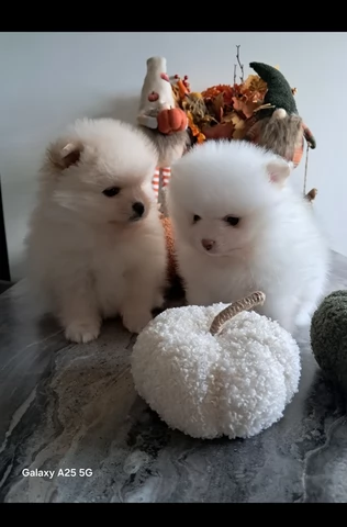 Disponibili cuccioli di Pomerania per adozione regalo